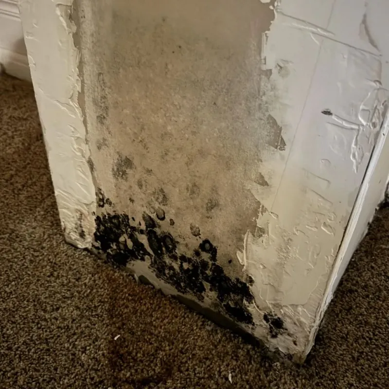 Professional Mold Removal in Wilsons Mills, NC